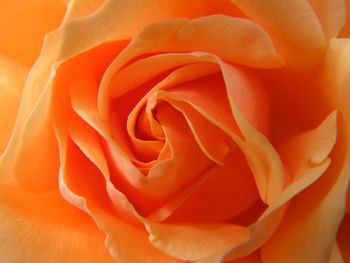 Close-up of rose