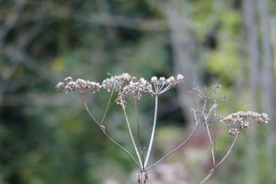 Close-up of wilted plant during winter