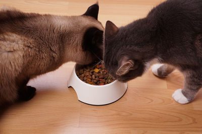 Cats eating from bowl at home