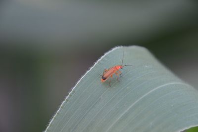 Close-up of ladybug on leaf