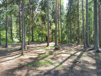 Trees in forest