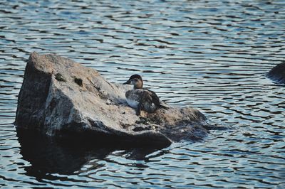 Duck swimming in a lake