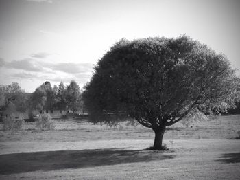 Trees on field