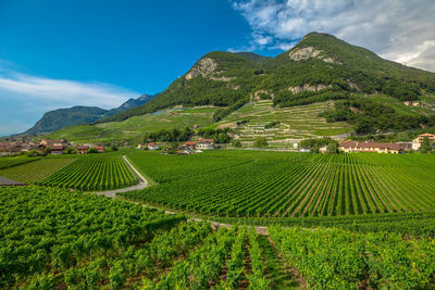 Scenic view of agricultural field against sky