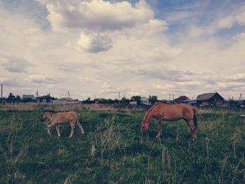 Horse grazing in field