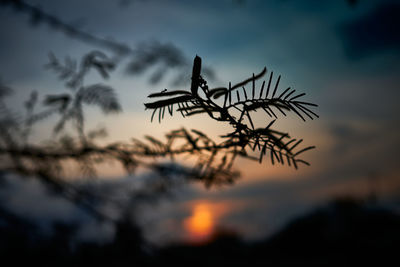 Close-up of silhouette plant against sky at sunset