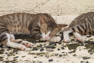 Close-up of cat lying down