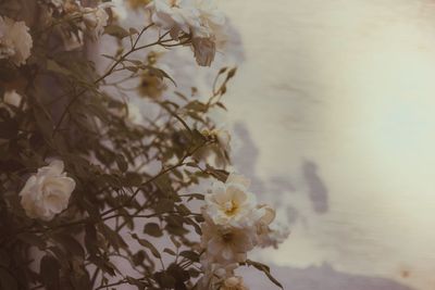 Close-up of white cherry blossom
