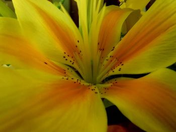 Close-up of yellow flower