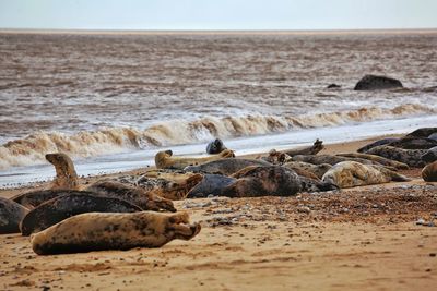 Seals on horsey beach