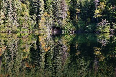 Pine trees in forest