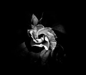 Close-up of rose against black background