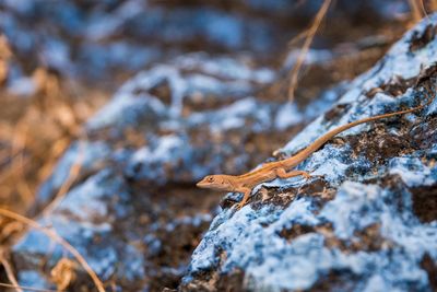 Close-up of lizard on rock