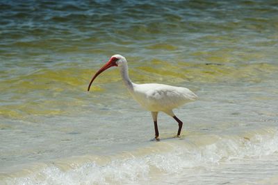 View of birds in water