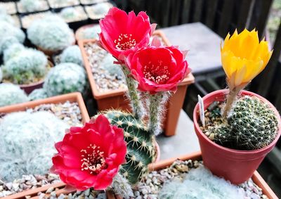 Close-up of red cactus flower pot