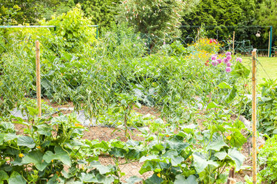 View of flowering plants in garden