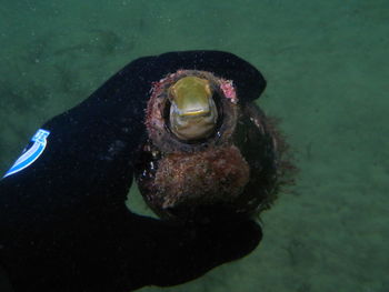 Close-up of fish swimming in sea