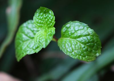 Close-up of leaves