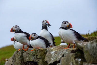 Close-up of puffins perching on cliff