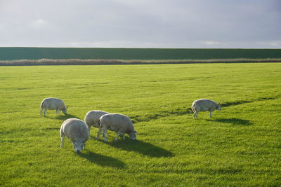 grassland