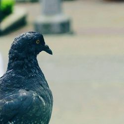 Close-up of bird