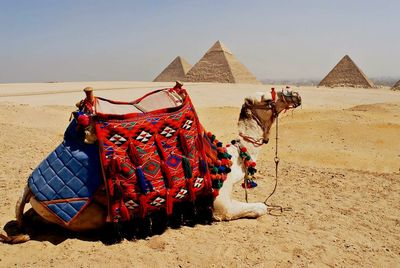 Camel on desert