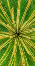 Full frame shot of palm tree