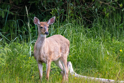 Portrait of deer standing on field