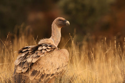 Close-up of a bird on field