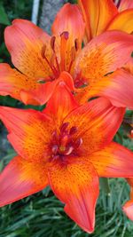 Close-up of orange day lily blooming outdoors