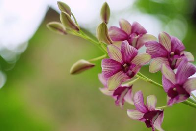 Close-up of flowers blooming outdoors