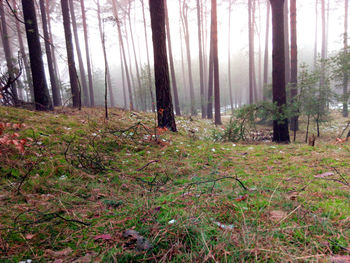 Trees in forest