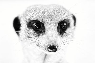 Close-up portrait of cat