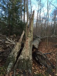 Bare trees in forest