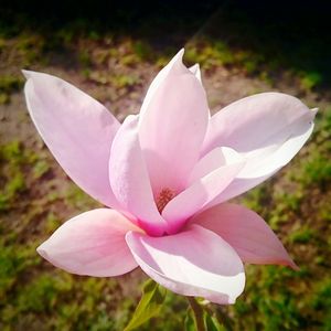 Close-up of pink flower