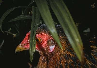 Close-up of rooster