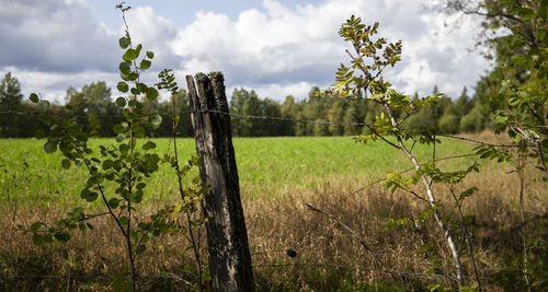 Scenic view of field against sky