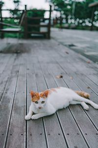 High angle view of cat resting on footpath