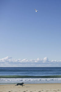 Seagull flying over beach against sky