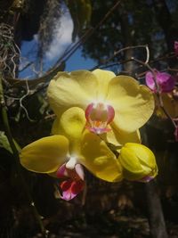 Close-up of yellow flower