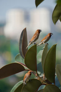 Close-up of scaly-breasted munia perching on plant