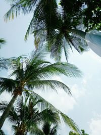 Low angle view of tree against sky