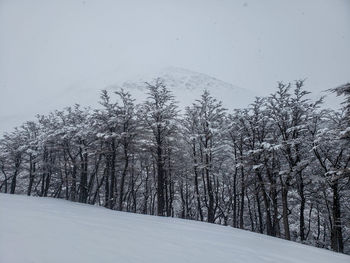 Snow covered trees in forest against sky