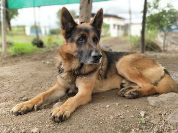 Portrait of dog lying down