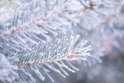 Close-up of frozen plant