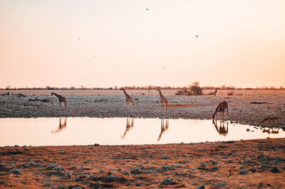 A group of giraffes at a watering hole at sunset in etosha national park, namibia 