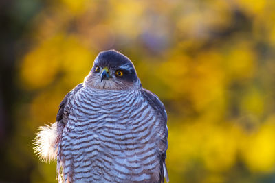 Close-up of sparrow hawk with golden background 