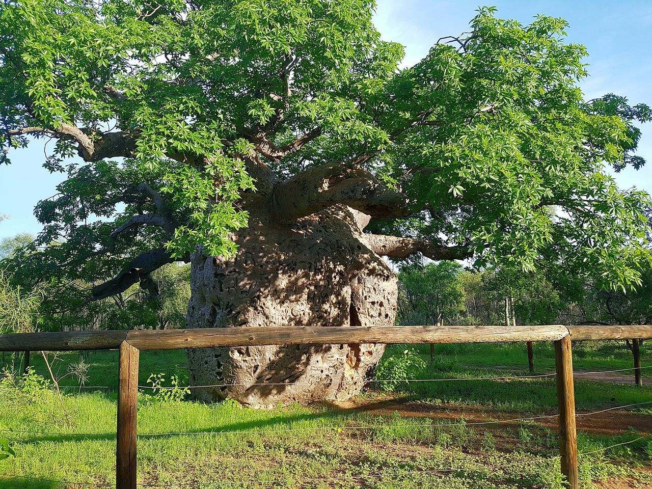 VIEW OF TREE