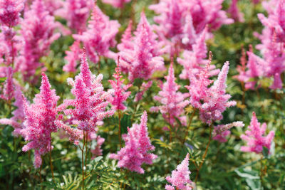 Pink flowers of astilbe among green leaves. selective focus