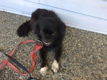High angle portrait of black puppy